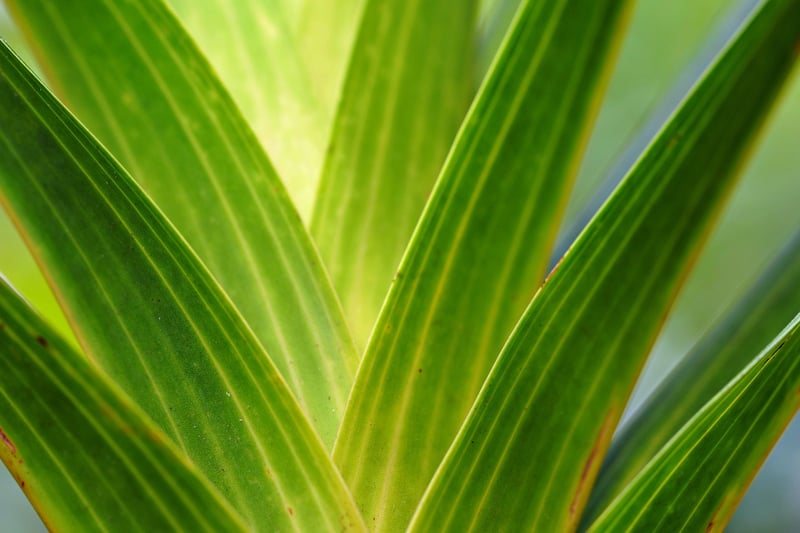 Foliage Plants